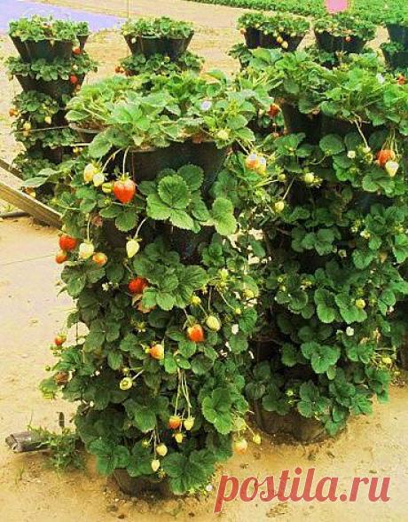 Земляника из блога Румилы.