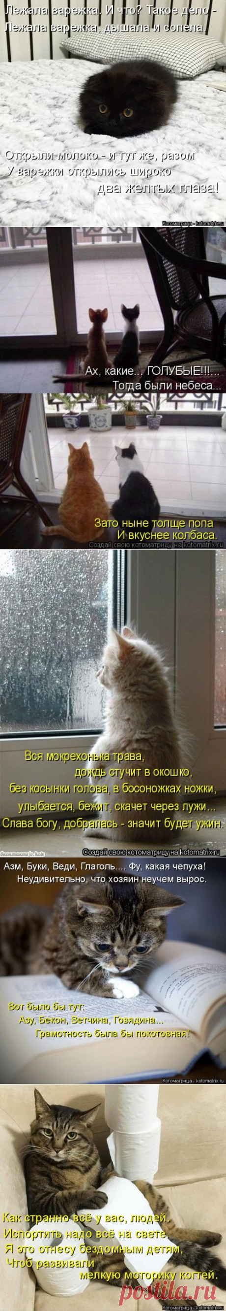 Свежая котоматрица (22 шт)