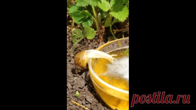 С этими лайфхаками вредители больше вам не страшны!