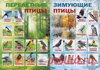 ПТИЦЫ ЗИМУЮЩИЕ И ПЕРЕЛЁТНЫЕ
#SC_Времена_года

******************************** 
 Идеи для занятий с детьми от 0 до 7 
 Полезные советы для родителей 
 Консультации специалистов 
 Розыгрыши и конкурсы 
РАЗВИВАЙТЕСЬ С НАМИ! Развитие любимых малышей
