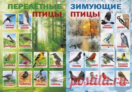 ПТИЦЫ ЗИМУЮЩИЕ И ПЕРЕЛЁТНЫЕ
#SC_Времена_года

******************************** 
 Идеи для занятий с детьми от 0 до 7 
 Полезные советы для родителей 
 Консультации специалистов 
 Розыгрыши и конкурсы 
РАЗВИВАЙТЕСЬ С НАМИ! Развитие любимых малышей
