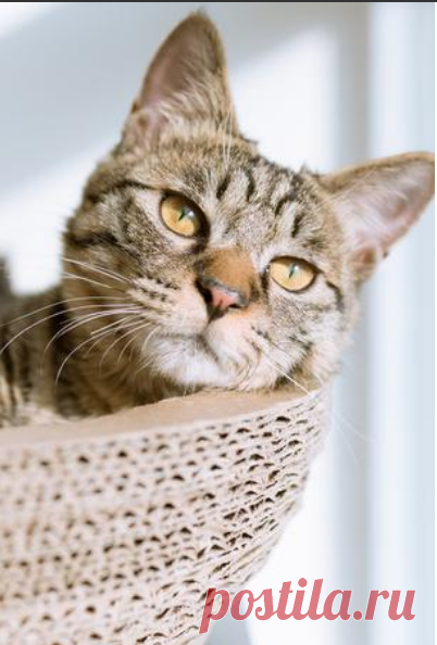 Cute Animals Cats iPhone Wallpaper Free Download | 10000+ Wallpapers