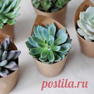 Как размножать суккуленты из черенков и листьев - МирТесен