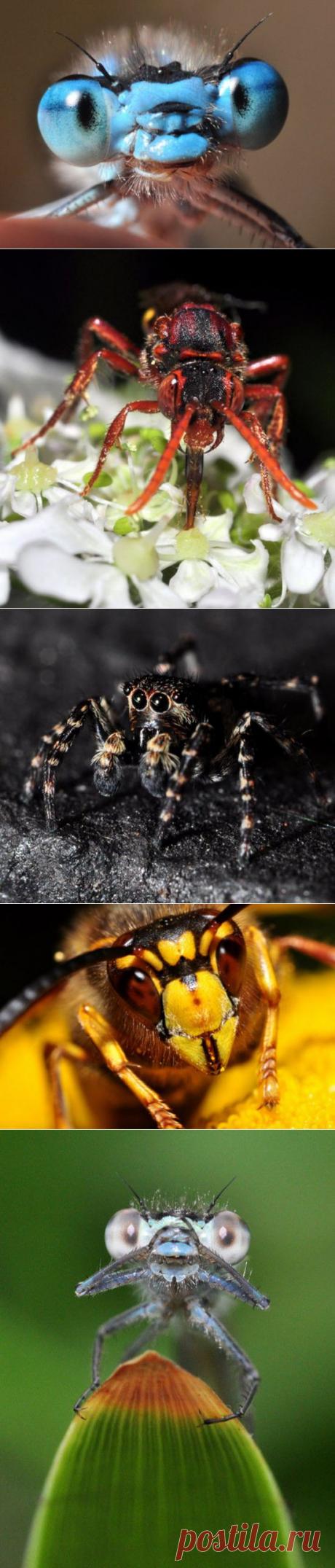 (+1) тема - Лица насекомых | ПИТОМЦЫ