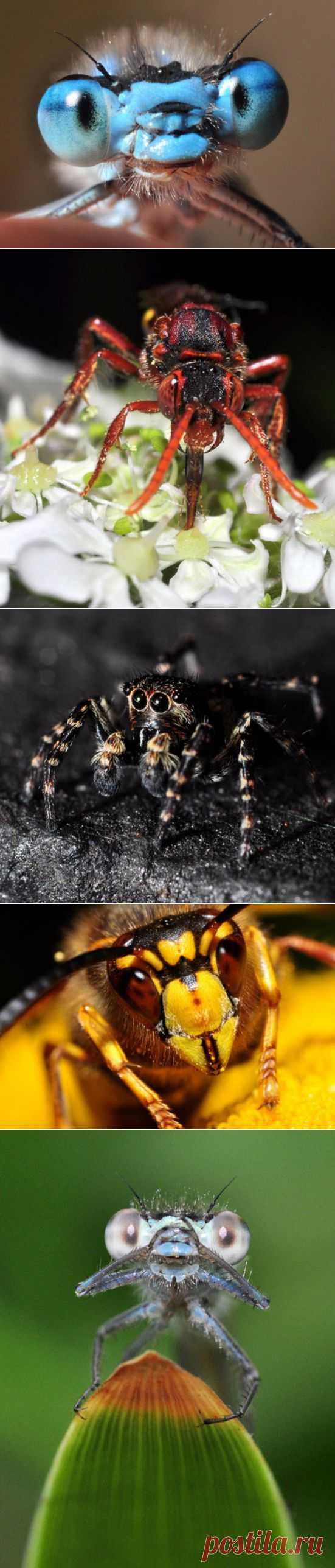 (+1) тема - Лица насекомых | ПИТОМЦЫ