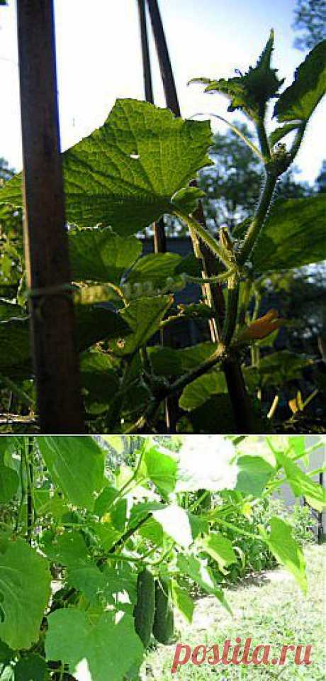 Огурцы: легко и просто.