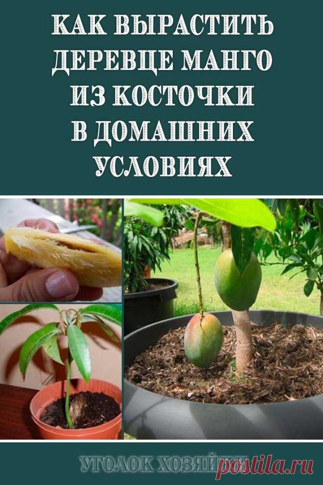 Удивительное манговое дерево в домашних условиях выращенное из косточки, станет роскошным украшением дома.