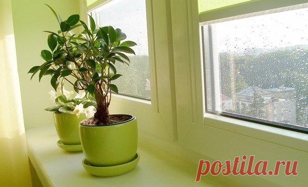 Чудо - раствор из яиц для комнатных цветов.