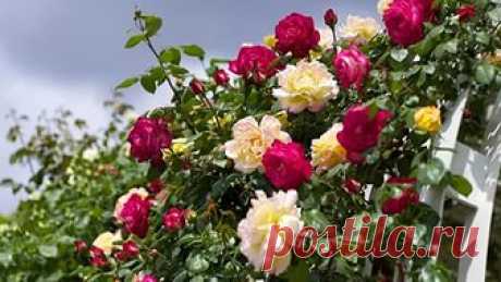 Чем удобрять розы. Раскрываем секреты буйного цветения