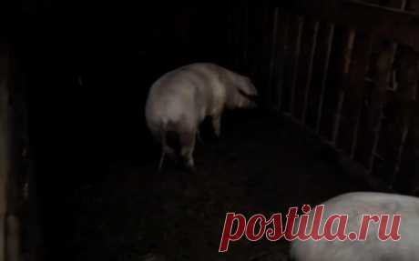 В деле со школьницей, которую загрызли свиньи, появился подозреваемый. Следственный комитет задержал мужчину — соседа девочки, которую загрызли свиньи, его подозревают в нанесении телесных повреждений несовершеннолетней, сообщила пресс-служба Главного следственного управления СК России по Красноярскому краю.