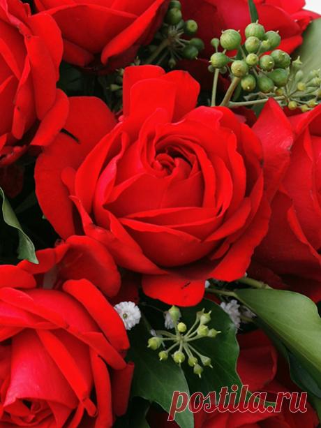 Хотелки по розам - Babyblog.ru