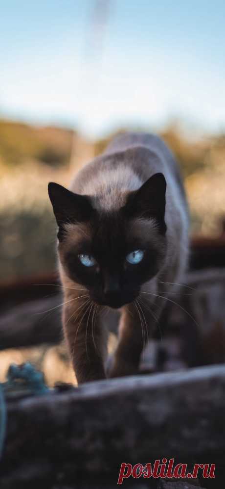 Фото сиамского кота скачать на обои телефона.