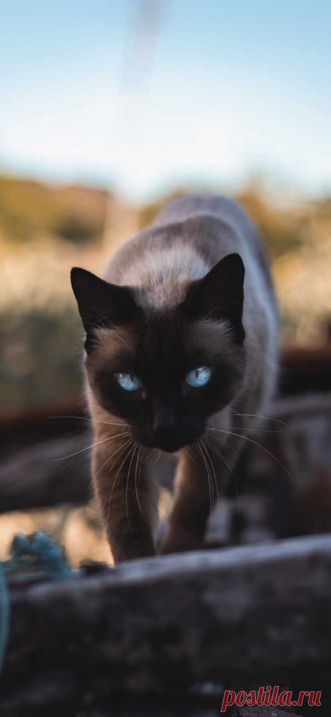 Фото сиамского кота скачать на обои телефона.
