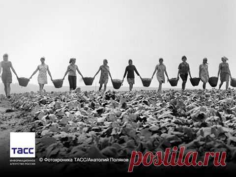 Facebook
#АрхивТАСС: старшеклассницы на уборке овощей в совхозе. Новосибирская область, 1970 год