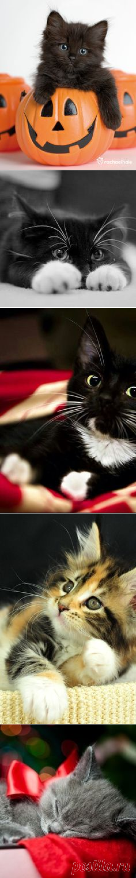 (18) Pinterest • Всемирный каталог идей