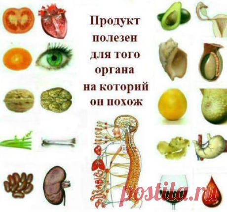 Продукты и части тела - Природа не зря намекает...: kactaheda