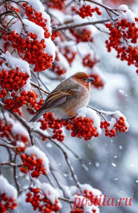 Изображение пина-истории