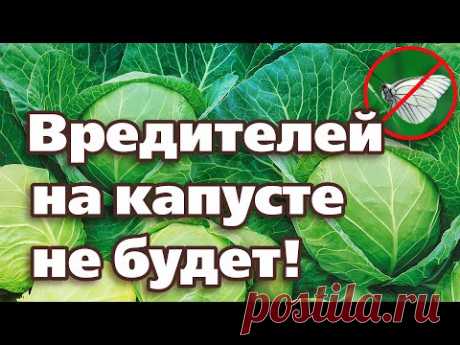 СУПЕР СПОСОБ ОТ ВРЕДИТЕЛЕЙ НА КАПУСТЕ