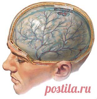 РЕЦЕПТЫ ДЛЯ ЧИСТКИ СОСУДОВ ГОЛОВНОГО МОЗГА.