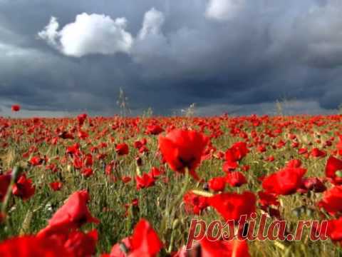 Саксофон.Мелодия любви из к/ф Телохранитель....