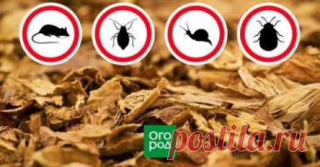 Табак для защиты растений – боремся с вредителями сада и огорода Алкалоид никотин, который в больших количествах содержится в листьях и стеблях табака, является ядом для множества насекомых, работая в составе растений в качестве их естественного защитника от вредителей. И огородники знают это с давних пор.