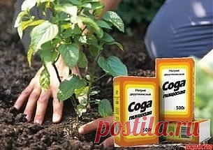 9 СПОСОБОВ ИСПОЛЬЗОВАНИЯ ПИЩЕВОЙ СОДЫ В САДУ
Сохрани шпаргалку, поделись с одноклассниками! 
1. Сода от мучнистой росы.
Почти каждому дачнику знакома такая напасть, как мучнистая роса. Справиться с ней вполне под силу пищевой соде. Вот два проверенных рецепта:
Разведите в 1 литре воды 1 ст. л. соды, добавьте 1 ст.л. растительного масла и 1 ст. жидкости для мытья посуды. Смесь залейте в распылитель, хорошенько взболтайте. Опрыскивайте ей растения раз в неделю в облачную, но сухую погоду.
В 5 лит