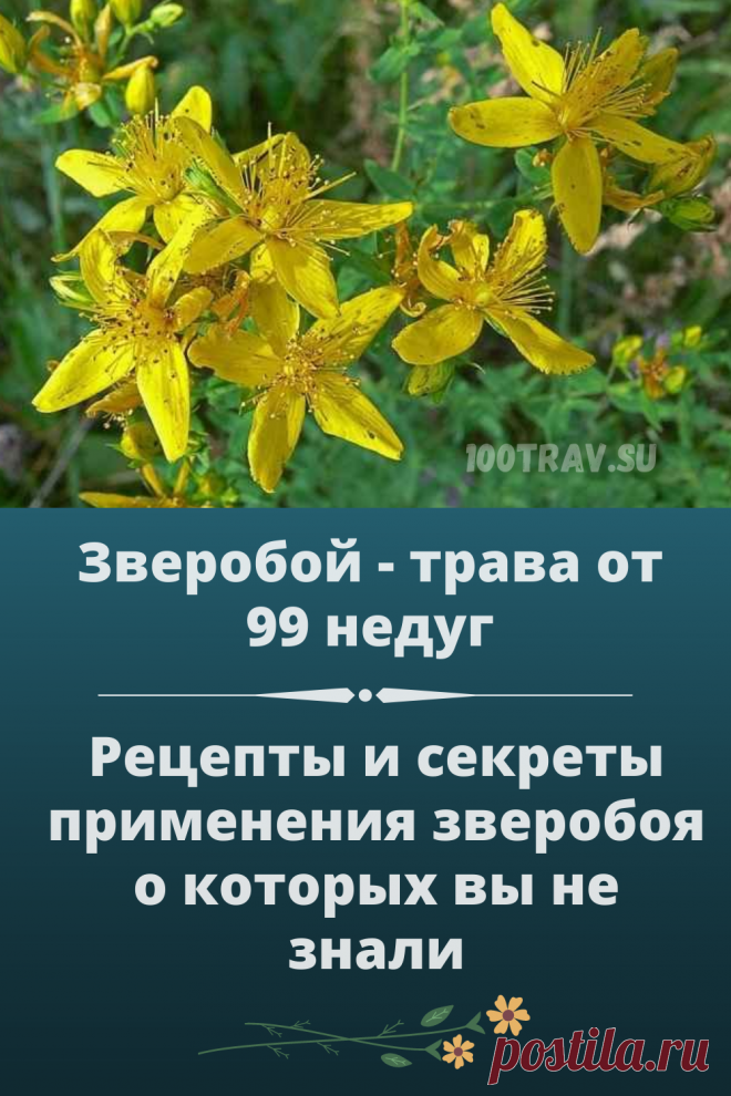 Препараты зверобоя (настои, отвары) принимают внутрь при воспалительных заболеваниях желудочно-кишечного тракта. Используются для полоскания при стоматитах, воспалениях во рту и в горле, а также для смазывания десен при воспалении.