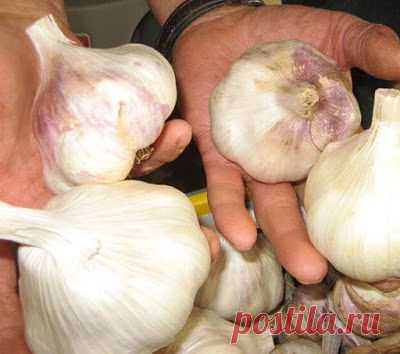 ОСНОВНЫЕ ХИТРОСТИ ПОСАДКИ ЧЕСНОКА НА ЗИМУ ДЛЯ ПОЛУЧЕНИЯ БОЛЬШОГО УРОЖАЯ