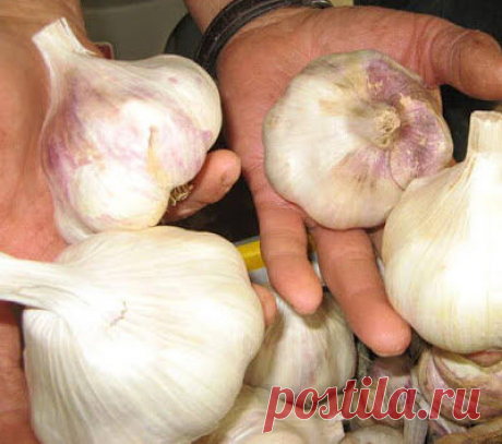 ОСНОВНЫЕ ХИТРОСТИ ПОСАДКИ ЧЕСНОКА НА ЗИМУ ДЛЯ ПОЛУЧЕНИЯ БОЛЬШОГО УРОЖАЯ