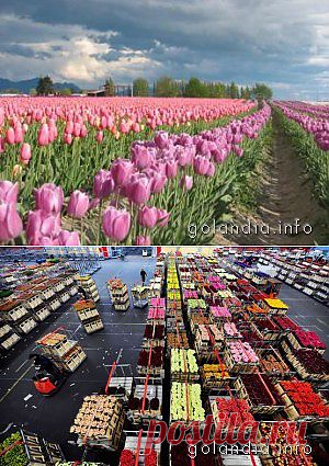 Алсмер (Aalsmeer)