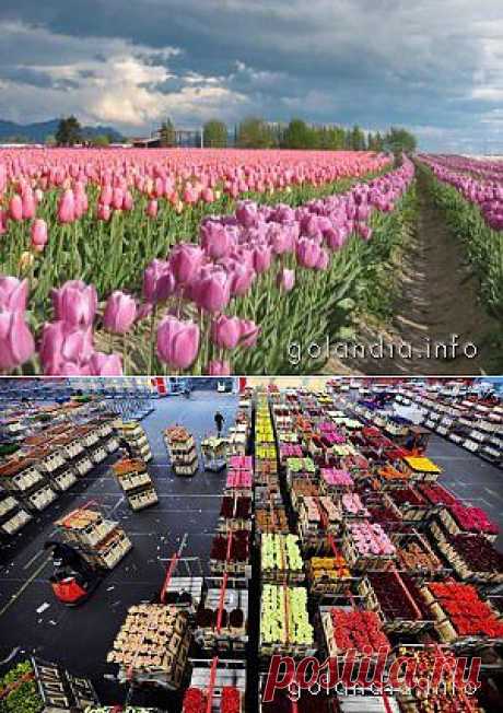 Алсмер (Aalsmeer)