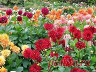 Как прищипывать георгины