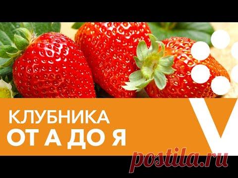 КЛУБНИКА ОТ А ДО Я. Советы по выращиванию клубники для большого урожая