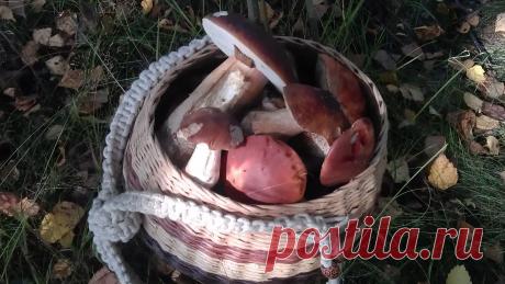 Отличная корзина из бумажной лозы с отличными благородными грибами