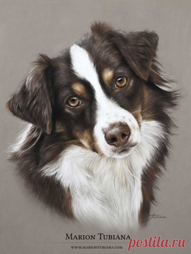 Животные пастели | Пастели животных и лошадей - Фотографии - Картины