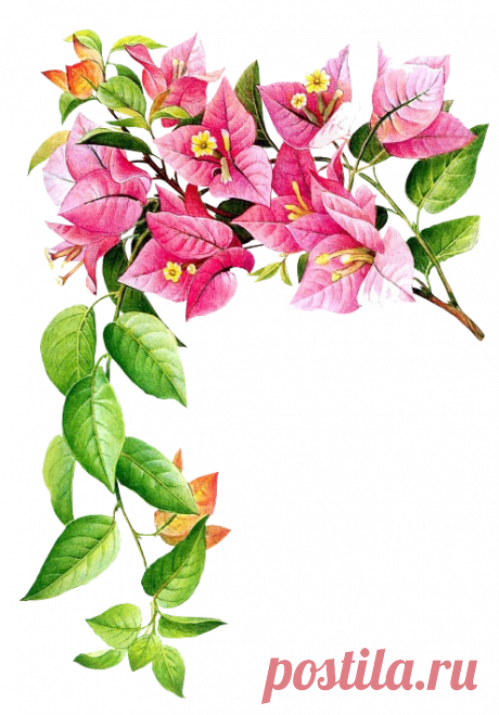 разные красивые детали на прозрачном фоне: 19 тыс изображений найдено в Яндекс.Картинках