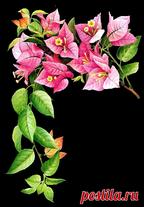 разные красивые детали на прозрачном фоне: 19 тыс изображений найдено в Яндекс.Картинках