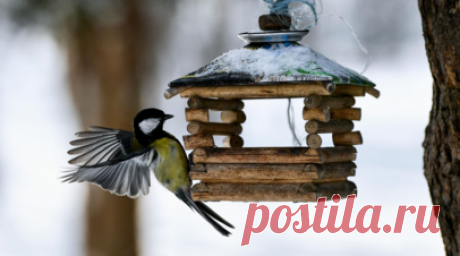 В Госдуме предложили установить кормушки для птиц во дворах по всей стране. Председатель комитета Госдумы по вопросам собственности, земельным и имущественным отношениям Сергей Гаврилов (КПРФ) выступил с инициативой включить установку кормушек для птиц в проекты благоустройства дворовых территорий по всей стране. Он рассказал RT, что, когда природные ландшафты в городах уступили место бетону и асфальту, создание комфортной среды для пернатых становится важным элементом экологического…