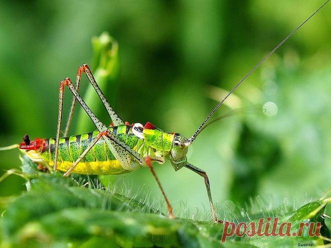 Природные узоры