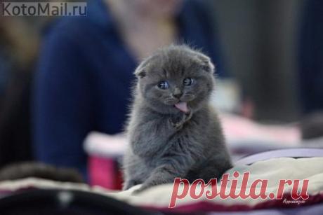 Хитрые глазки...