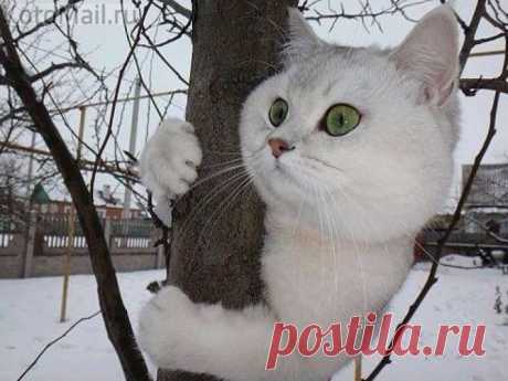 Высоко сижу, далеко гляжу! | KotoMail.ru