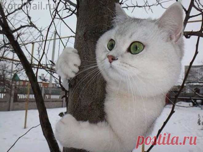 Высоко сижу, далеко гляжу! | KotoMail.ru
