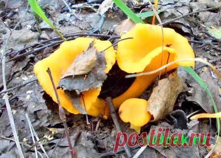 Как заморозить лисички без горечи