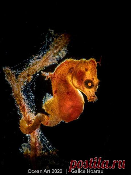 Конкурс подводной фотографии Ocean Art 2020
