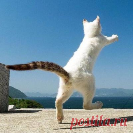 Смешные картинки, мемы и лучшие шутки Рунета.-Новости Дня