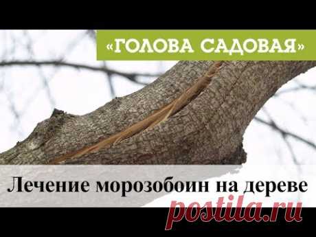 Голова садовая - Лечение морозобоин на дереве