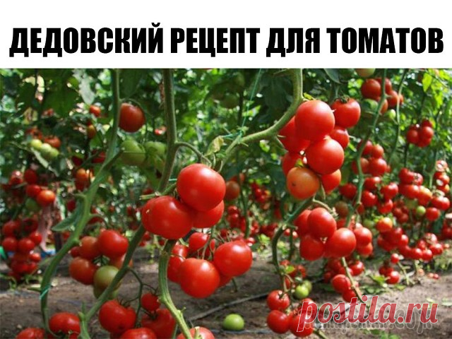 Дедовский рецепт для томатов
Этот полузабытый дедовский рецепт я выписала из старой газетной подшивки, но опробовать все не было времени. Решилась наконец в прошлом году.
Рецепт очень прост.
В трехлитровую банку заливаю 2,6-2,7 л воды без хлора (отстоянной), добавляю 100 г разведенных теплой водой дрожжей и 0,5 ст. сахара. 
Накрыв марлей, держу банку в тепле, время от времени взбалтывая содержимое. 
Раствор готов, когда закончится брожение. 
Один стакан развожу в 10 л воды...