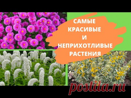 7 САМЫХ КРАСИВЫХ И НЕПРИХОТЛИВЫХ растений для ленивого цветовода