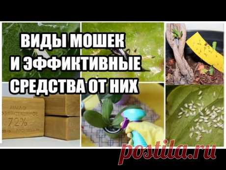 Мошки в горшках на растениях,как избавится Эффективные народные и покупные средста - YouTube