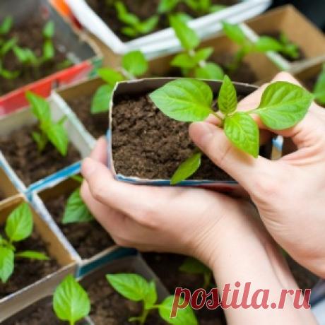 Упрошенный способ выращивания рассады - МирТесен